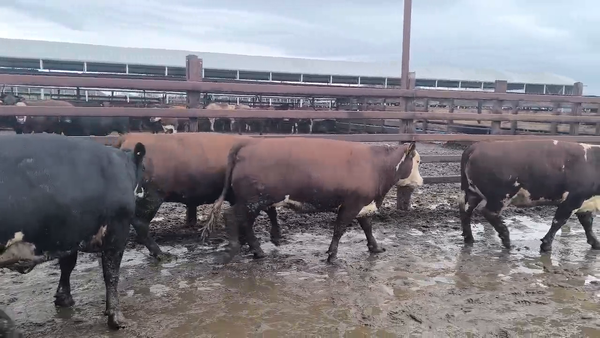 Lote 25 Vaquilla Gorda en Los Ángeles, VIII Región Biobío
