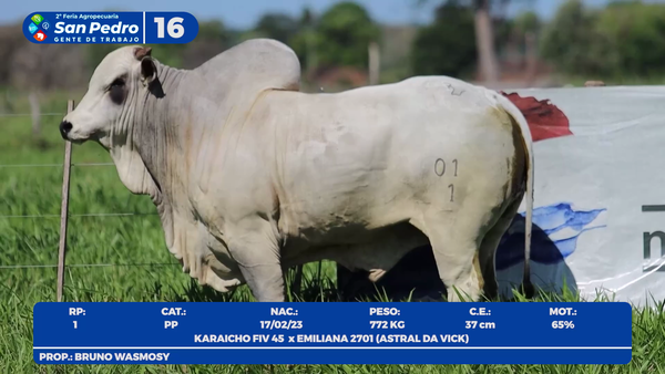 Lote LOTE 16- POR PANTALLA