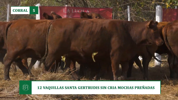 Lote 12 VAQUILLAS SANTA GERTRUDIS SIN CRIA MOCHAS PREÑADAS