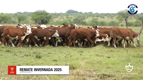 Lote 70 Terneros en Corrientes, Mercedes