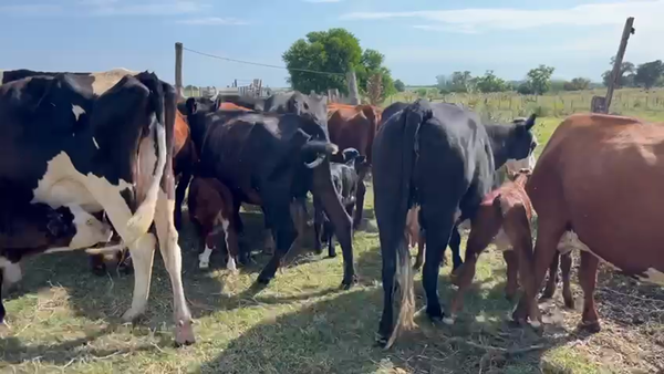 Lote 40 Piezas de cría Hereford y angus en San Lucia