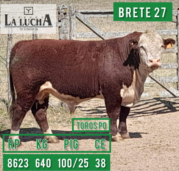 Lote TOROS POLLED HEREFORD PO