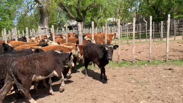 Lote 41 Terneros en Melo, Cerro Largo