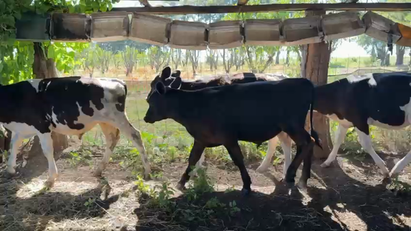 Lote TERNEROS Y TERNERAS
