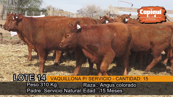Lote VAQUILLONAS PARA SERVICIO