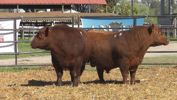 Lote TOROS ANGUS PP