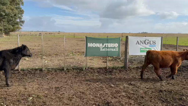 Lote 55 Terneros en Tres Arroyos