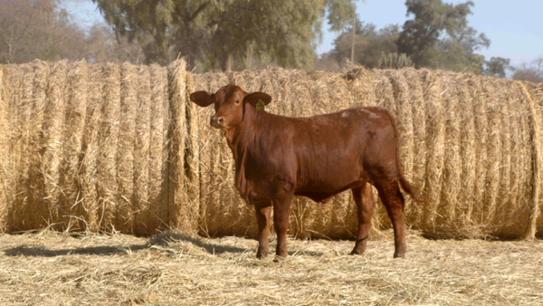 Lote HEMBRAS Remate Nucleo Genbra