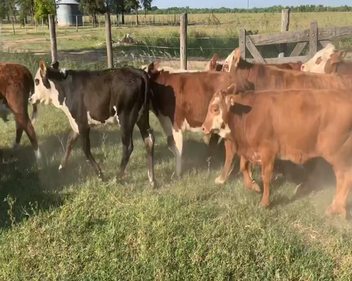 Lote 114 Terneros/as en Juan José Castelli, Chaco