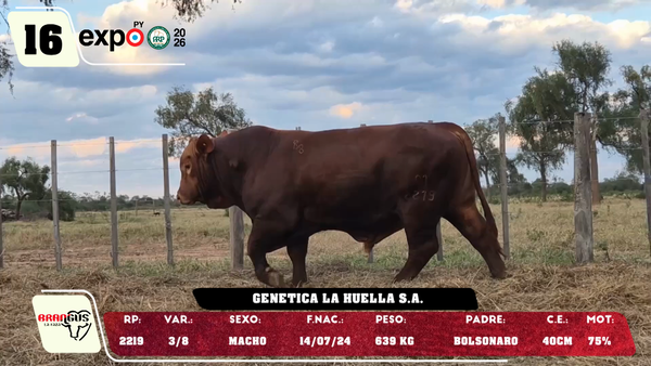 Lote LOTE 16
