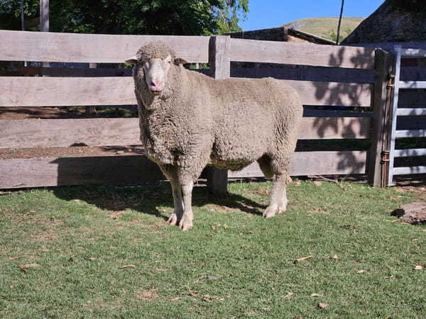 Lote Carneros, Lavalleja