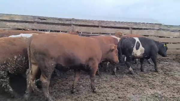 Lote 20 Novillo Gordo en Los Ángeles, VIII Región Biobío