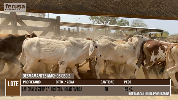 Lote LOTE 4 - 48 DESMAMANTES MACHOS CBO 2