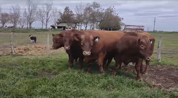 Lote Cabaña Fedemar