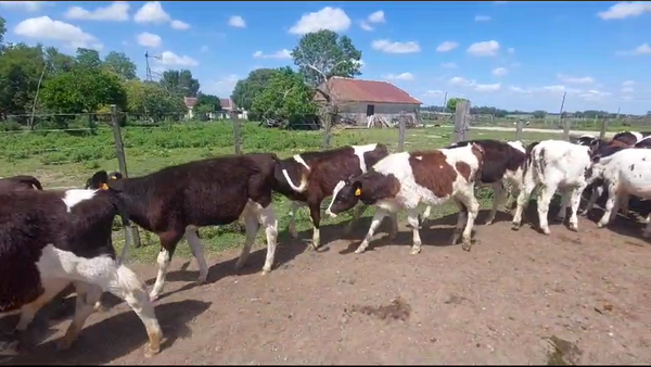 Lote 65 Terneros Holando en Ruta 3 Km 75