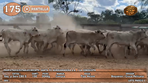 Lote LOTE 175 - PANTALLA