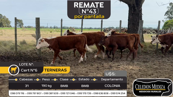 Lote 31 Terneras en Otra Localidad, Colonia