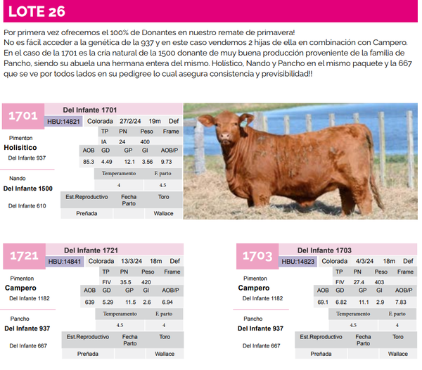 Lote Lote 26
