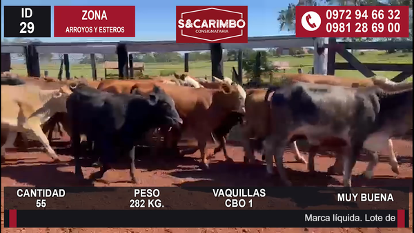 Lote Vaquillas CBO 1