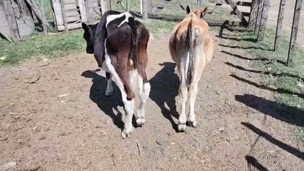 Lote 4 Terneros en Mundo Azul