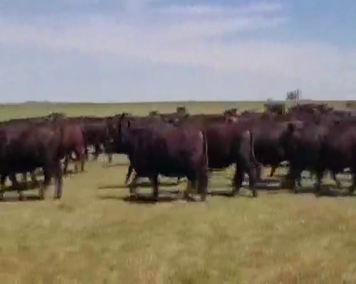 Lote 90 Vaquillonas C/ gtia de preñez en Villa Paranacito, Entre Ríos