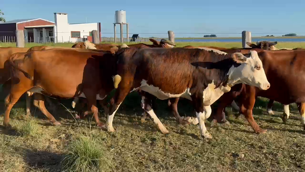 Lote 46 Vacas nuevas C/ gtia de preñez en Corrientes, Yataití Calle