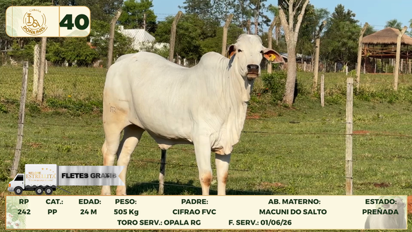 Lote LOTE 40