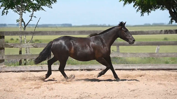 Lote CAÑADA  PELÍCULA