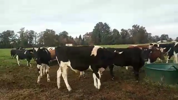 Lote 48 Novillo Gordo en Mariquina, XIV Región Los Ríos