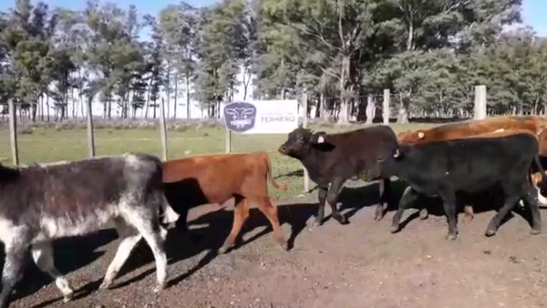 Lote 20 Terneros Cruza Carnicera 133kg -  en Parada fariña