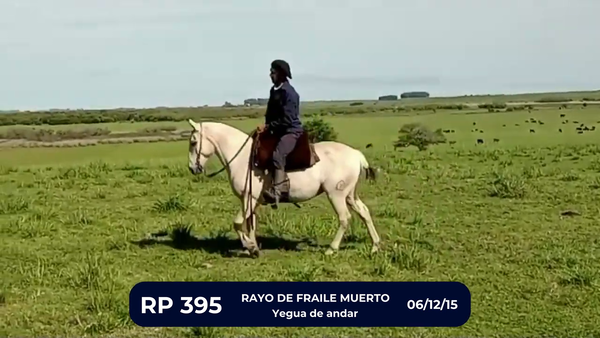 Lote RAYO DE FRAILE MUERTO