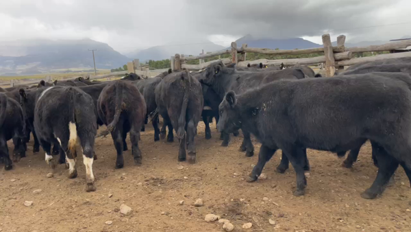 Lote 40 Novillo Engorda en XI Región Aysén, Coyhaique