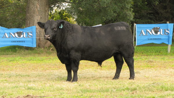 Lote CABAÑA COEMBOTÁ: RP 219