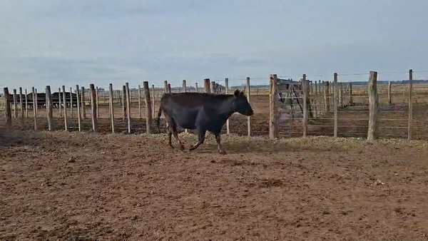 Lote 80 Vacas nuevas C/ gtia de preñez en Buenos Aires, Tapalqué