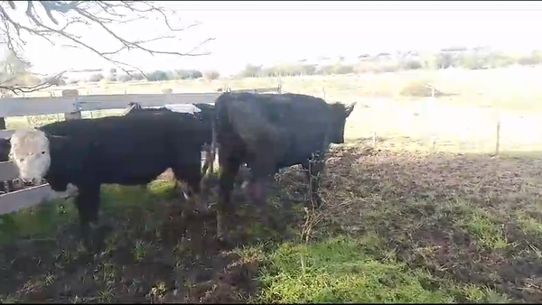 Lote 3 Terneros Hol Cr en Cerro