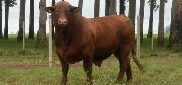 Lote TOROS BRANGUS