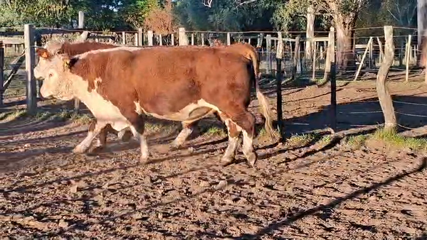 Lote TOROS