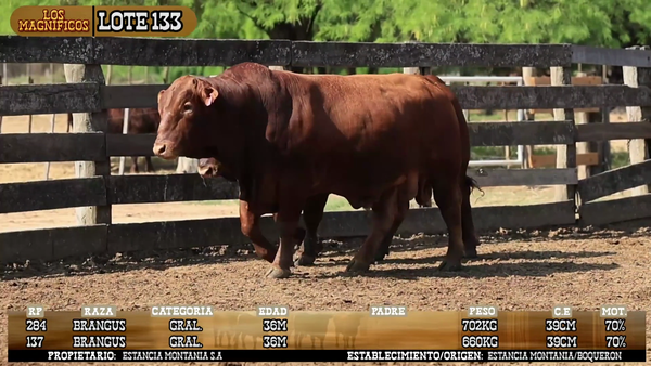 Lote LOTE 133