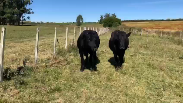 Lote 5 Vacas de Guillermo Thome