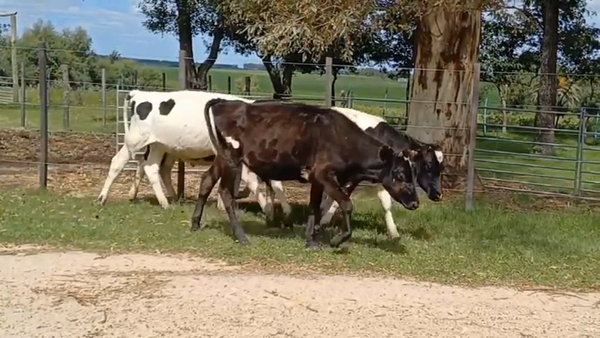 Lote (Vendido)5 Terneros Holando HOLANDO 130kg -  en CUEVA DEL TIGRE