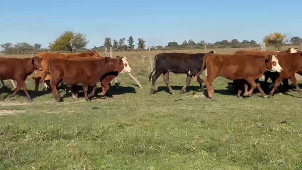 Lote 70 Terneros/as en Corrientes, Paso de Los Libres