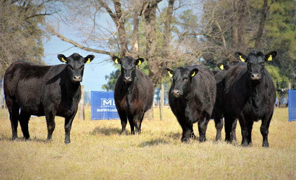 Lote "Cabaña ""Don Felix"" Vaquillonas PC"