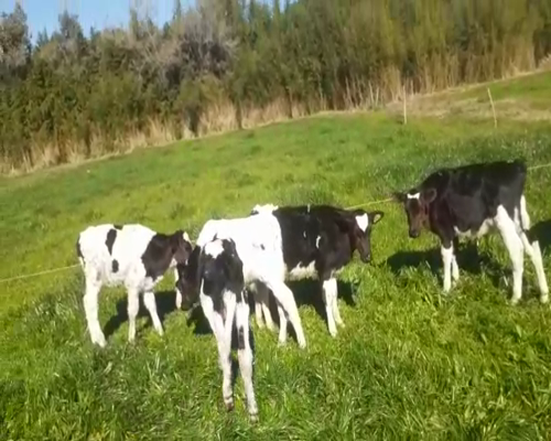 Lote (Vendido)6 Terneros HO 70kg -  en CARMELO