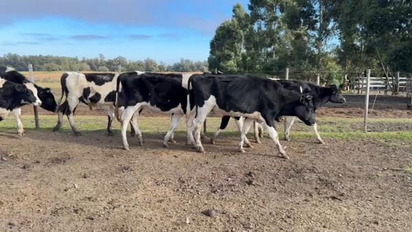 Lote NOVILLOS 1 a 2 AÑOS