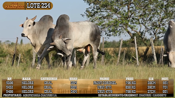 Lote LOTE 234 - VIVO