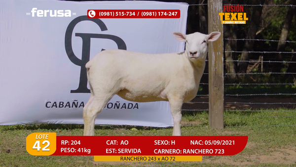 Lote Lote 42