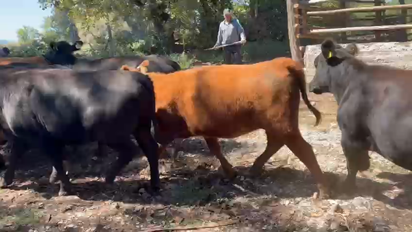 Lote 25 Vaquilla Engorda en Talca, VII  Región Maule