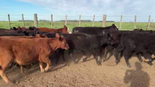 Lote 82 TERNS HEMBRAS, CURARU, PCIA. DE BS. AS.