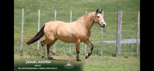 Lote JAGUEL AUSTRIA