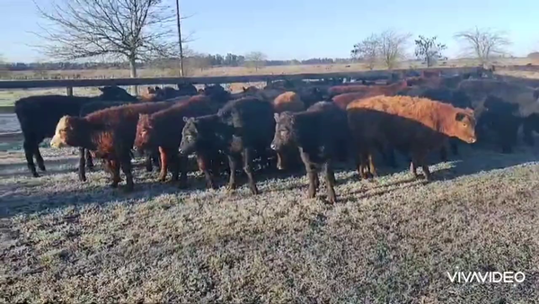 Lote 70 Terneros en Brandsen, Buenos Aires